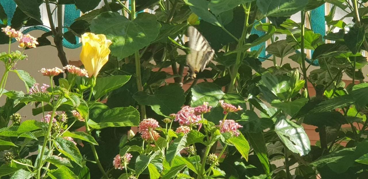 Appartamento Con Giardino Sul Mare ガリポリ エクステリア 写真